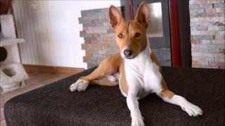 Deep conversation with a basenji