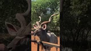 Feeding a kudu with mom’s dried fruits #wildlife #africanelephant #nature #animals