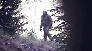Times When Trail Cam Captured Clearest Photos Of A Bigfoot