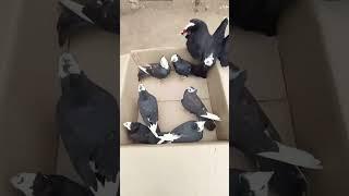 7 New Mukhi Pigeon  Mukhi Kabootar Video #Shorts