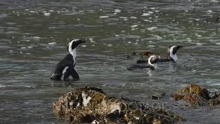 African penguin Spheniscus demersus - three swimming in shallow water