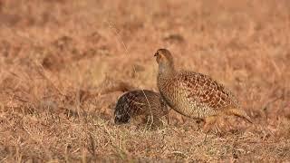 Grey Francolin or safed teetar call Francolinus pondicerianus Grey francolin Voice