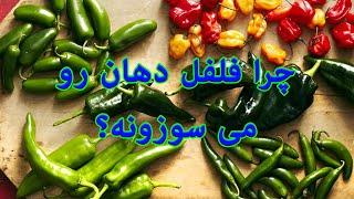 چرا فلفل دهن رو می سوزونه؟