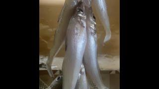 Muddoshyo Gathan  Lady Fish Goa