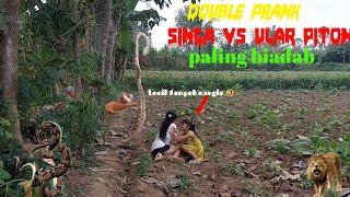 Vidio lucu PRANK SINGA vs ULAR PITON paling biadab  asli bikin ngakak funnist lion snake prank