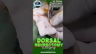 Dorsal Neurectomy Surgery for PME Relief    End PME Struggles