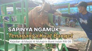 Tadinya sapi ini tenang-tenang saja kenapa tiba-tiba meronta?