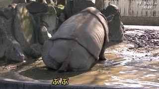 サイのおなら（お客さん爆笑） 東山動物園