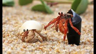 IELTS reading 39 Hermit crab