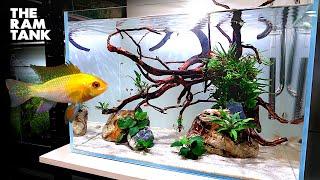 Aquascape Tutorial GOLD RAM CICHLID Aquarium How To Step By Step Planted Tank Guide