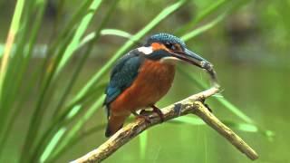 Common Kingfisher. Bird catching a fish. David Attenboroughs opinion.