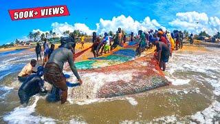 Oh My God  1000Kg Of Fish Caught In Seine Net Fishing
