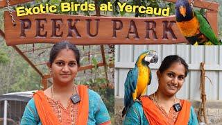 Exotic Birds at Peeku Park  Yercaud  Rare birds #exoticbirds #trending #yercaud #birds