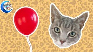 The cat and the balloon - A tragic love story