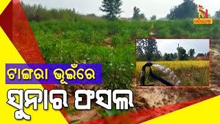 Farmer Of Nuapada Became Successful With The Help Of Odisha Govts Biju Krishak Vikas Kalyan Yojana