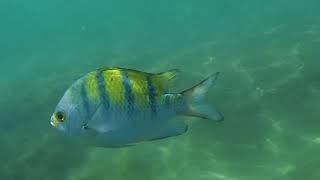 Swimming with the fish on La Playa Coral Isla Ixtapa