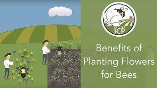 Benefits of Planting Flowers for Bees