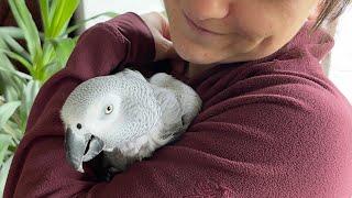 Birdie Bird sprechender Graupapagei Sprechübung Papagei spricht