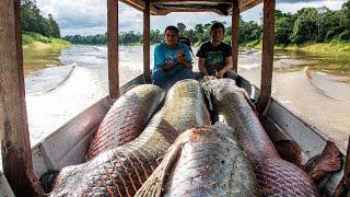 Amazon Rivers Biggest Fish  Arapaima Gigas Farming and Fishing  Processing Arapaima Gigas