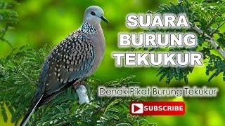 Suara Burung Tekukur Denak Padu Juara All Star