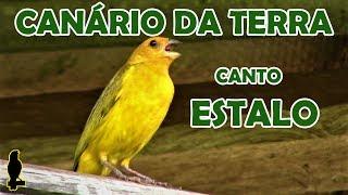 CANÁRIO DA TERRA - CANTO ESTALO #CantoDasAves