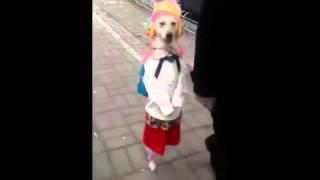 Amazing Dog Dresses and Walks Like a Human