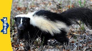 Meet the Animals  Skunk  Mammals  Wildlife Animals  Kindergarten