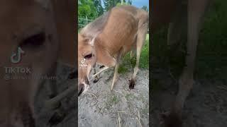 MAHA BESAR ALLOH rumah anak kanguru