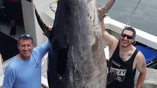 960 Pound Giant Bluefin Tuna