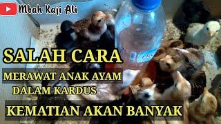 Cara salah merawat anak ayam didalam kardus kematian akan banyak