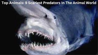 Top Animals 9 Scariest Predators In The Animal World