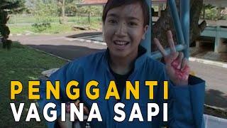 Ternyata ada vagina sapi buatan untuk mengambil sperma sapi yang berbibit unggul  JELAJAH