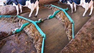 Amazing Modern Automatic Cow Farming Technology - Fastest Feeding Cleaning and Milking Machines