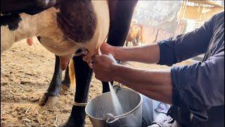 Live cow  milking  Top milking speed by hand  #milk #cow_milking @dairyvloge8514