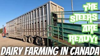 Shipping Steers Fixing Gate Combining Barley