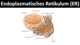 Endoplasmatisches Retikulum Aufbau & Funktion - Zellorganellen Teil 4