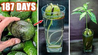 Growing Avocado Seed In Water Time Lapse 187 Days