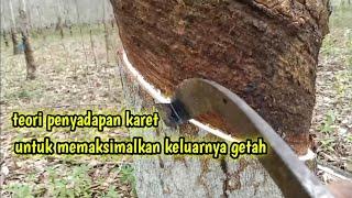 cara memaksimalkan pengeluaran getah karet #petanikaret