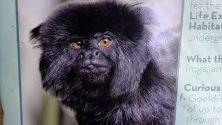 Video Rare monkey stolen from Palm Beach Zoo