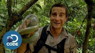 Bear Grylls in Borneo Jungle  Man vs Wild 46