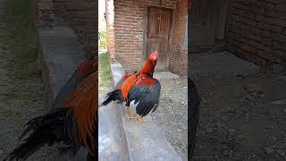 SEBENTAR LAGI TUNTAS BULU EKORNYA #shortvideo #hobyayam #ayam