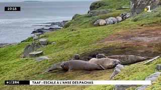 Iles Kerguelen  partons à la rencontre des éléphants de mer à lAnse des... Pachas