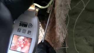 Reindeer Video Assisted Artificial Insemination using the MDS ProbeScopeTM