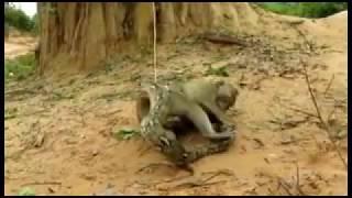 Monkey Problem Sri Lanka Haputhale