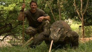 Largest Lizard on Earth  The Komodo Dragon  Deadly 60  Indonesia  Series 3  BBC