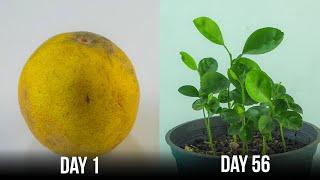 How To Grow Lime From Seeds