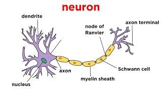 Types of Tissue Part 4 Nervous Tissue