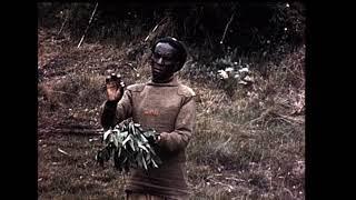 Glimpse of a wild Mountain Gorilla in 1961 one of my first bits of filming
