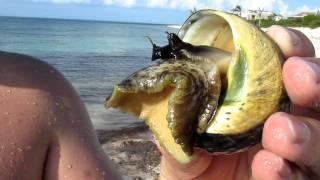 Snail from Smiths Reef in Turks and Caicos