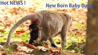 201220 HOT NEWS  Congrats Queen Daisy Born new baby today  After DAX is one Year old  now